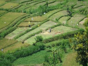 Rizières Bali